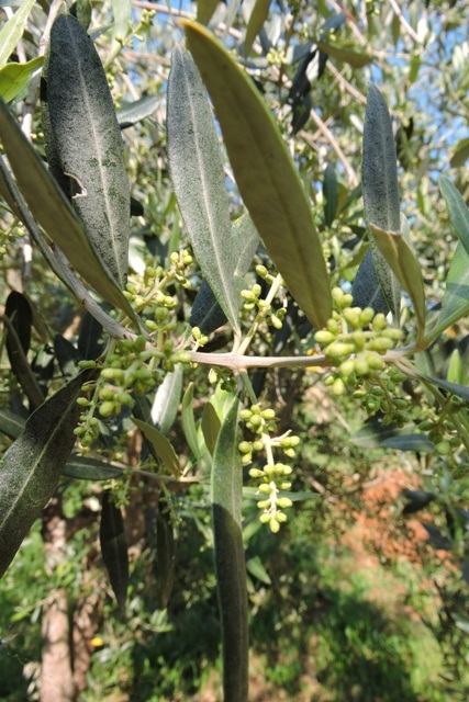 Olive flowers Spring 2022